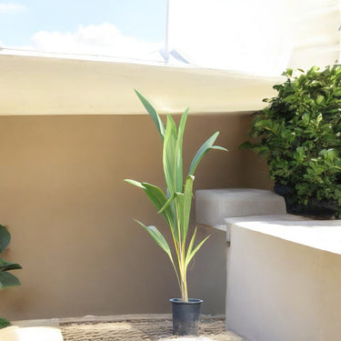 Cocos Nucifera - Coconut Palm